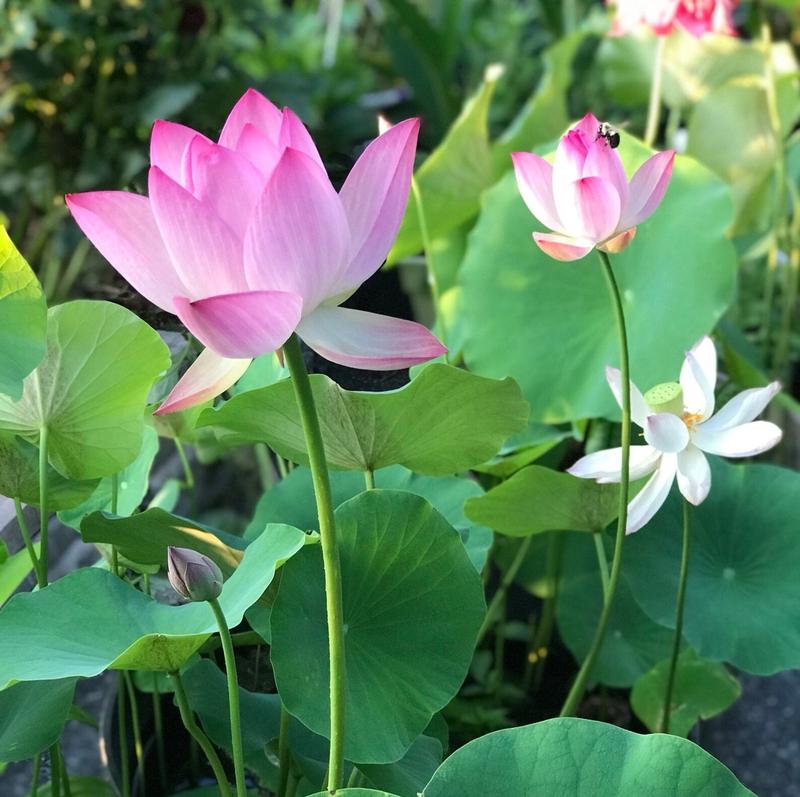 Lotus Blooms | Lotus Seeds for Effortless Pond Beauty in Days 1