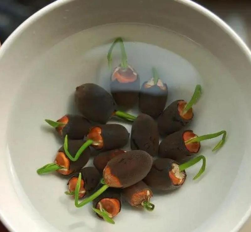 Lotus Blooms | Lotus Seeds for Effortless Pond Beauty in Days 3