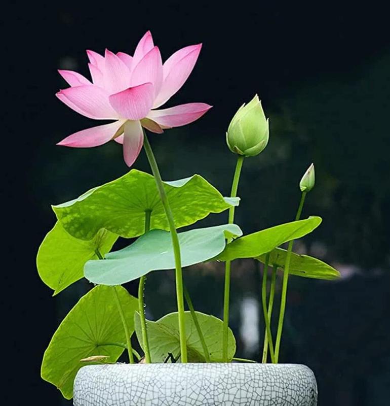 Lotus Blooms | Lotus Seeds for Effortless Pond Beauty in Days 6