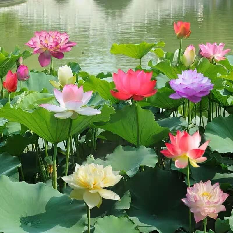 Lotus Blooms | Lotus Seeds for Effortless Pond Beauty in Days 7