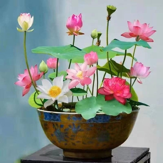 Lotus Blooms | Lotus Seeds for Effortless Pond Beauty in Days 0