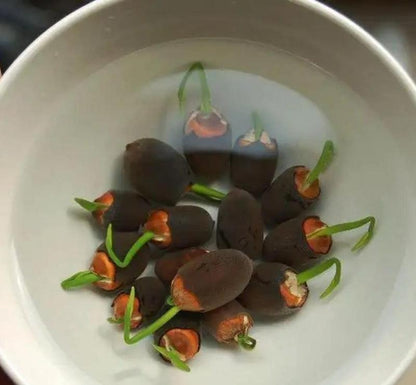 Lotus Blooms | Lotus Seeds for Effortless Pond Beauty in Days 3